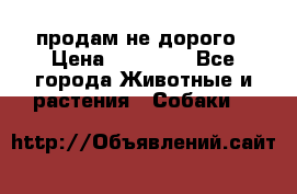 продам не дорого › Цена ­ 10 000 - Все города Животные и растения » Собаки   
